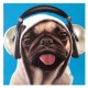 headphones-pug