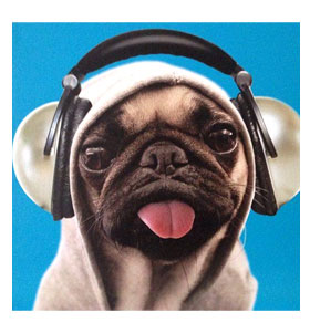 headphones-pug
