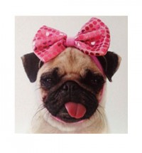 Pink bow blank pug card
