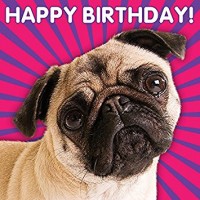 3D Fawn Pug Birthday Card