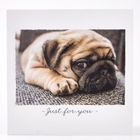 Just For You Pug Blank Card