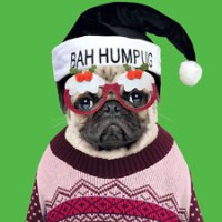 Luxury Green Glittered Bah Hum Pug Christmas Cards Pack Of 8