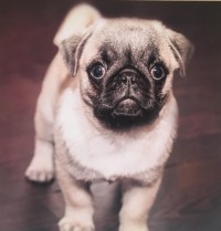 Cute Pug Puppy Blank Card