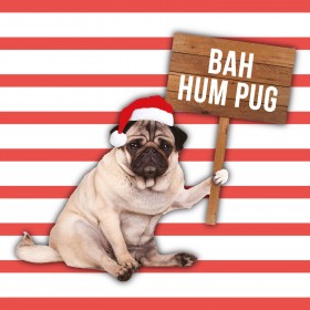 Bah Hum Pug  Christmas Card