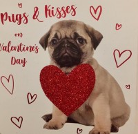 Cute Pug Valentines Card