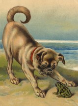 Stunning Vintage Pug & Frog Blank Card