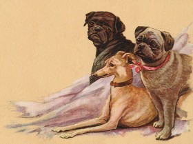Stunning Vintage Pugs Blank Card