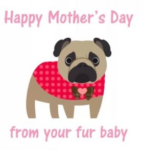 From Your Fur Baby Pug Mothers Day Card