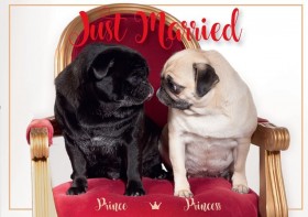 Cute Pug Wedding Postcard