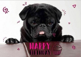 Black pug Happy Birthday Postcard
