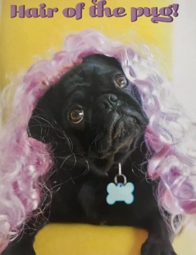 Funny Black Pug Birthday Card