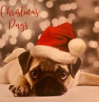 Cute Pug Christmas Card